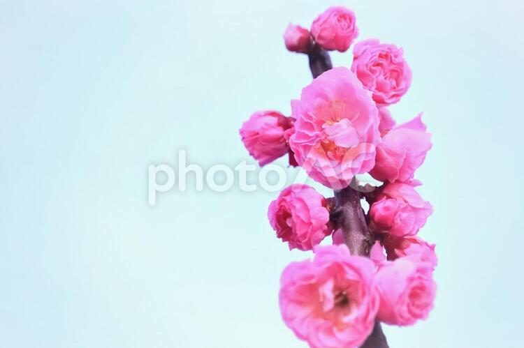 美しいピンクの梅の花 植物,花,梅の写真素材