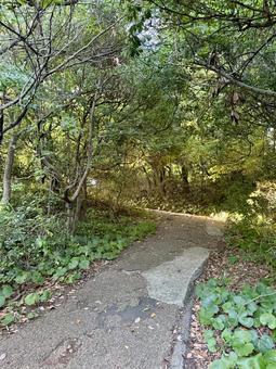 荒磯遊歩道 日本海沿いの雑木林の抜け道 荒磯遊歩道 日本海沿いの雑木林の抜け道の写真