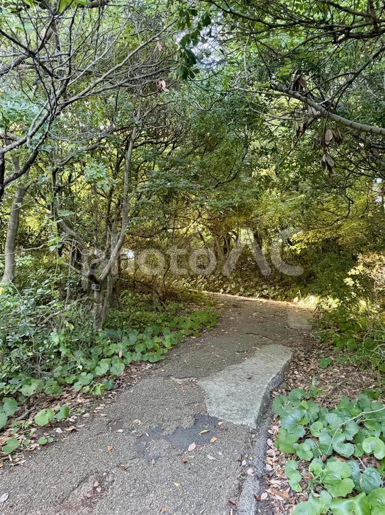 荒磯遊歩道　日本海沿いの雑木林の抜け道 木々,雑草,抜け道の写真素材