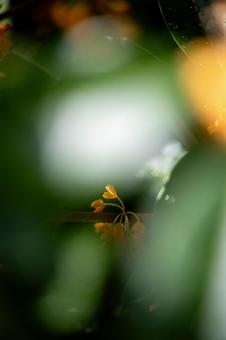 キンモクセイの写真