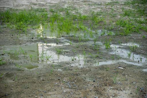 雨上がりの空地の水たまり 雨上がりの空地の水たまりの写真