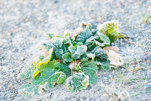 霜に覆われた道の真ん中の草 獣道,遊歩道,砂利道の写真素材