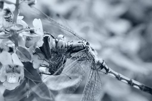 花に止まるモノクロのトンボ トンボ,昆虫,虫の写真素材