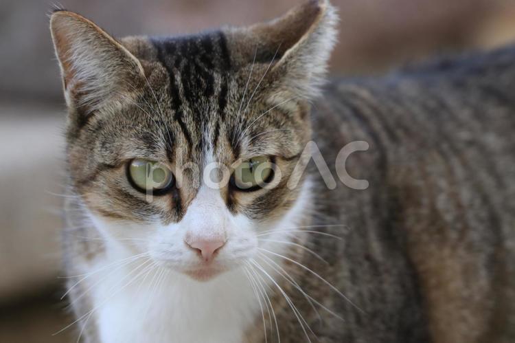 公園ネコ　沖縄県　那覇市 ネコ,ねこ,哺乳類の写真素材
