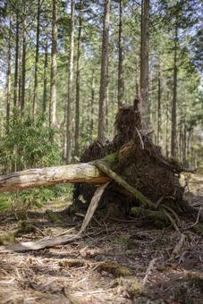 森の中にあった倒木 森の中にあった倒木 倒木,森,山の写真素材