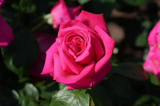 Photo, rose, pink, maria callas, 