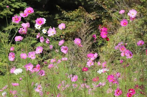 こすもすの花 こすもすの花の写真