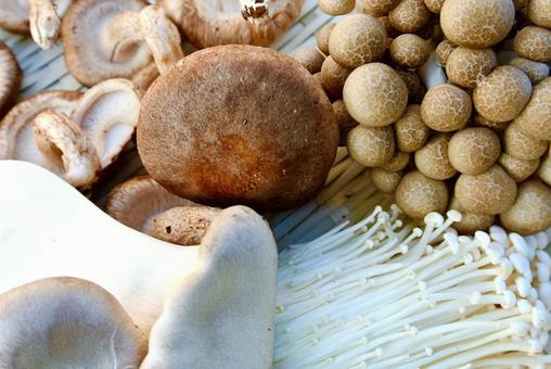 蘑菇香菇Shimeji Enoki Elingi 蘑菇香菇Shimeji Enoki Elingi