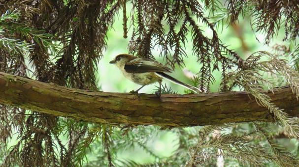 Photo, wild bird, birdie, bird, 