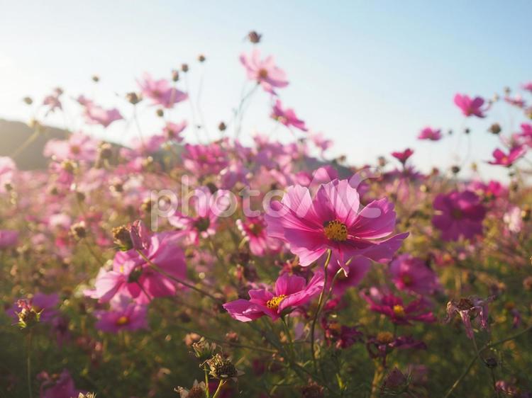 可憐な秋のコスモス畑 秋桜,コスモス,秋のイメージの写真素材
