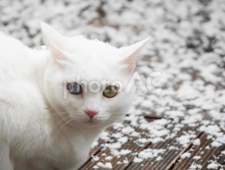 白猫 白猫,猫,ねこの写真素材