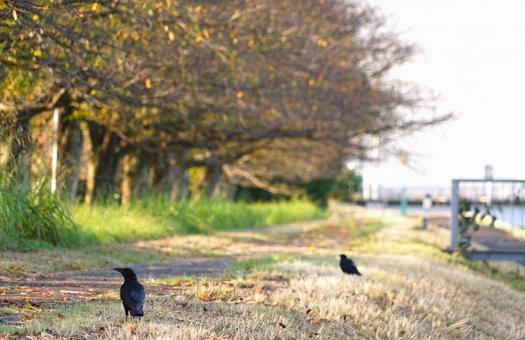 早朝の土手のカラス二羽 早朝の土手のカラス二羽の写真