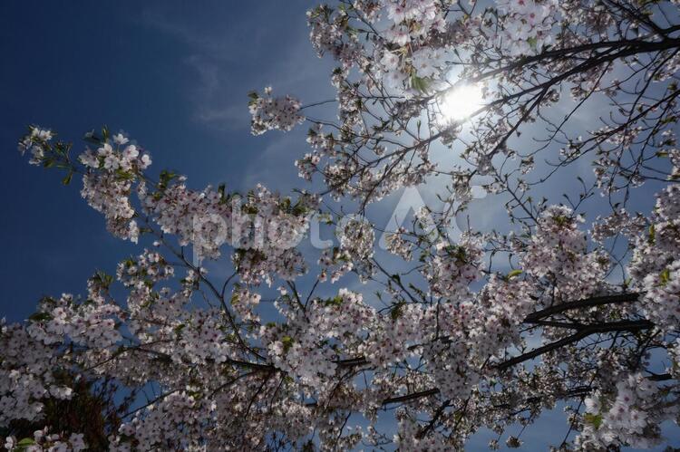青空に浮かぶ桜2 ピンク,北海道,太陽の写真素材