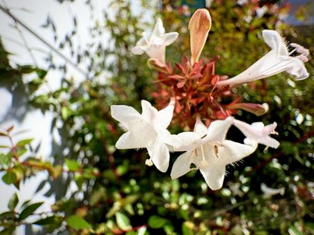 アベリアの花 02 アベリアの花 02 アベリア,花,植物の写真素材