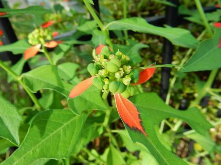 【花の写真】ショウジョウソウ（猩猩草）の写真