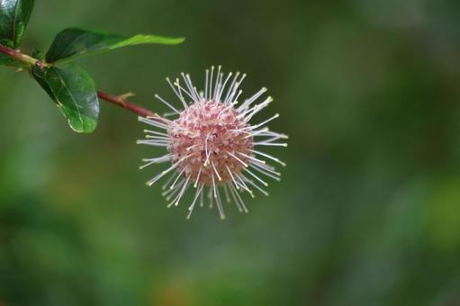 枝先のシマタニワタリノキの実のアップ 枝先,シマタニワタリノキ,実の写真素材