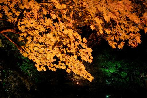 夜の闇と黄金色の紅葉のライトアップ 紅葉,黄葉,モミジの写真素材