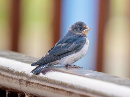 柵にとまるツバメ 柵にとまるツバメの写真