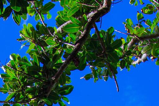 沖縄・背景の写真