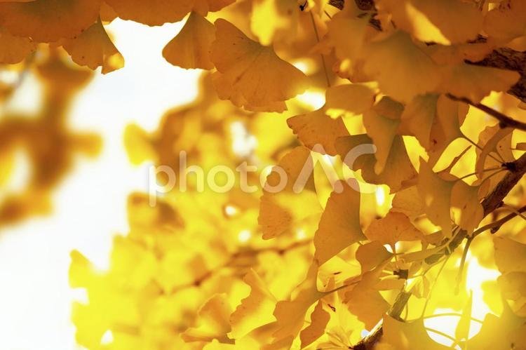 黄金色の銀杏の背景 秋,銀杏,いちょうの写真素材