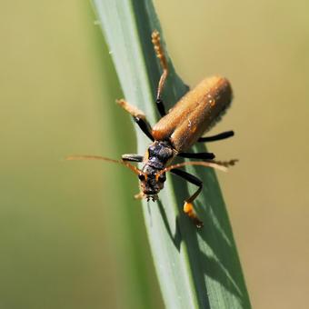 ジョウカイボンの写真