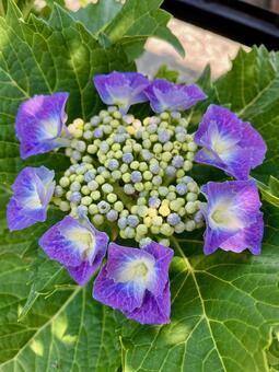 アジサイ 紫陽花,梅雨,夏の写真素材