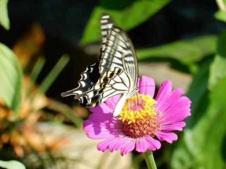 【昆虫写真】アゲハ蝶 アゲハチョウ,揚羽蝶,自然の写真素材