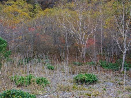 紅葉の姥ヶ平 那須岳,茶臼岳,紅葉の写真素材