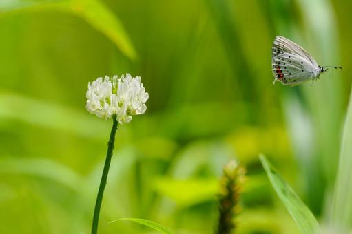 Photo, early summer, butterfly, short-tailed blue, 