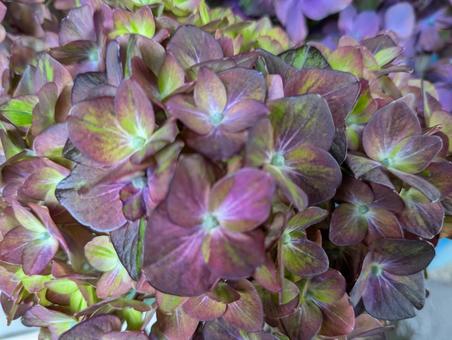 紫の紫陽花 紫の紫陽花の写真