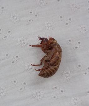 セミの抜け殻１ セミ,抜け殻,昆虫の写真素材