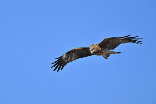 Black Kite, JPG