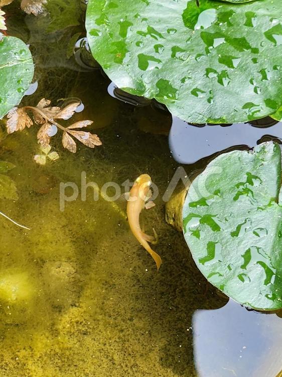 雨上がりのメダカ鉢2 メダカ,蓮,水辺の写真素材