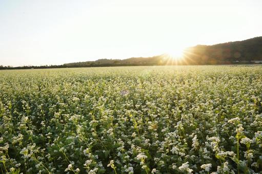そばの花と夕日 そばの花と夕日 そばの花,そば畑,そばの写真素材