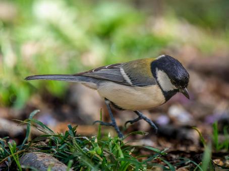 地面を歩くシジュウカラ 地面を歩くシジュウカラの写真