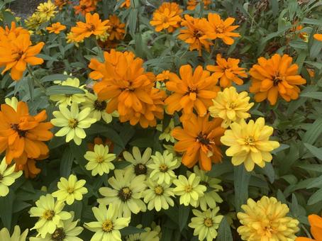ジニア 花 ジニア 花 ジニア,花,百日草の写真素材