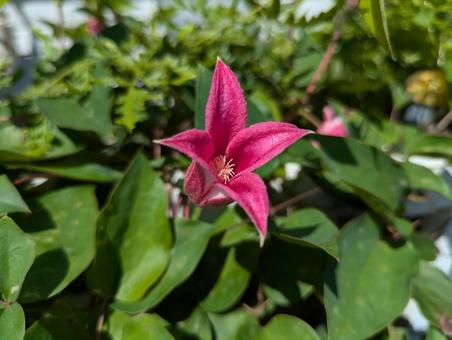 ダイアナの美しい花 ダイアナの美しい花の写真