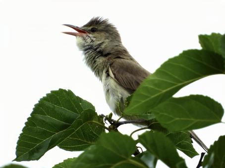 枝の先端につかまり鳴くオオヨシキリ 枝の先端につかまり鳴くオオヨシキリの写真