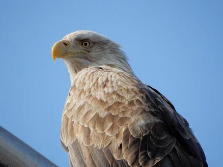 野生のオジロワシの目 鷲,ワシ,オジロワシの写真素材