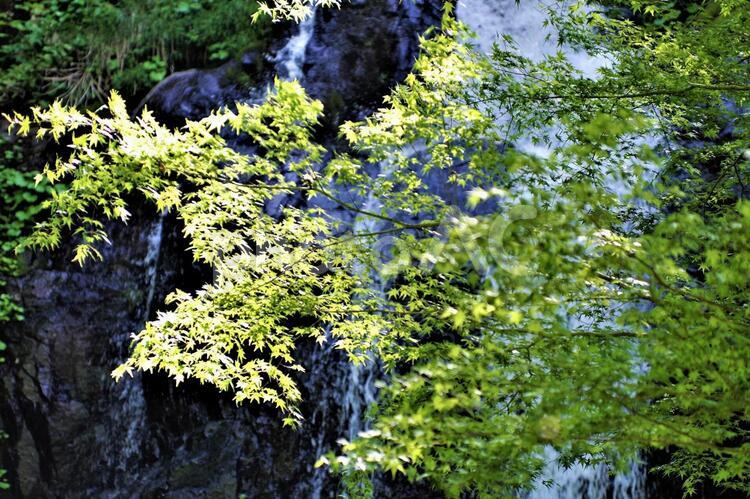 森の中の滝1 滝,新緑,若葉の写真素材