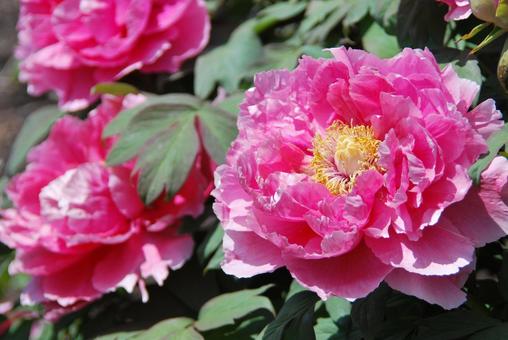 ボタンの花 ボタンの花の写真