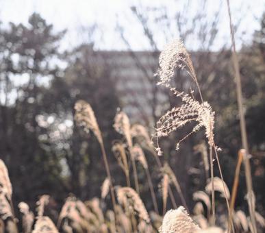 ススキの穂 ススキの穂の写真