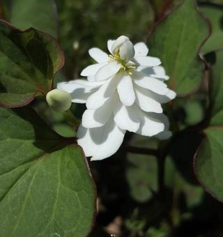 東京郊外の小さないのち 雑草,どくだみ,自然の写真素材