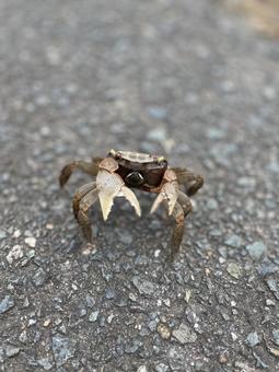 サワガニ 蟹,生き物,甲殻類の写真素材