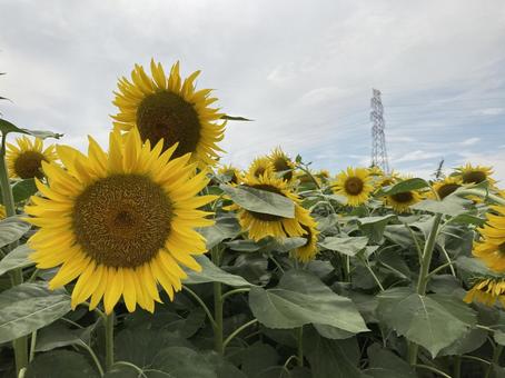 ひまわり ひまわり,夏,8月の写真素材