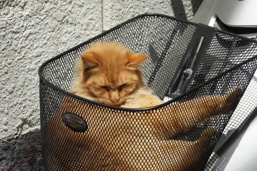 ねこ のらねこ,にゃんこ,可愛いの写真素材