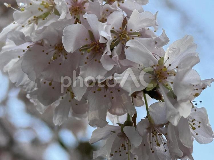 雨上がりの桜 桜,サクラ,雨上がりの写真素材