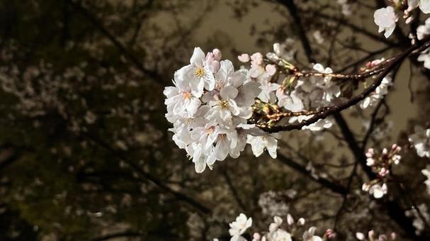夜の桜5 夜の桜5の写真