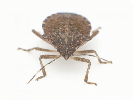 クサギカメムシ カメムシ,亀虫,クサギカメムシの写真素材