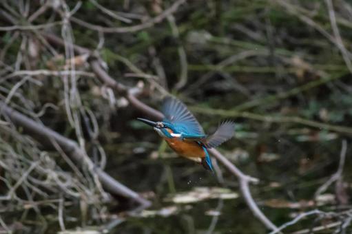 羽ばたいて飛ぶカワセミ 羽ばたいて飛ぶカワセミ カワセミ,翡翠,野鳥の写真素材